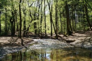 Mehr über den Artikel erfahren Neues Angebot: Spaziergang durch den Königsforst für Jung und Alt